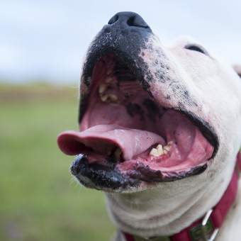 Por qué los perros sacan más la lengua en verano y qué hacer si lo hacen por un tiempo prolongado